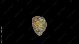 Infusoria Stentor under the microscope, the family Stentoridae, class Ciliata, feed on small organic residues, bacteria, algae, protozoa.In the stomach you can see the shells of Rotifera Keratella