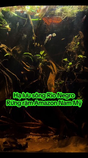 biotope.taybac trên TikTok