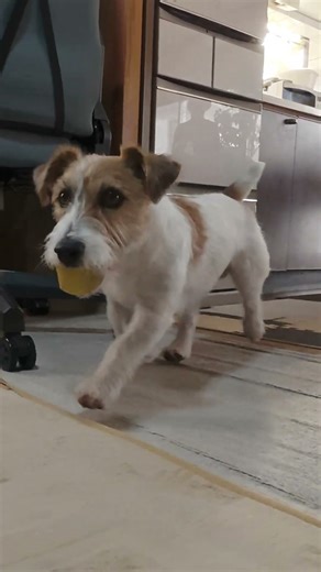 Morning walk ~ Play ~ Evening walk #JackRussellTerrier #JackRussellTerrier #Relaxation