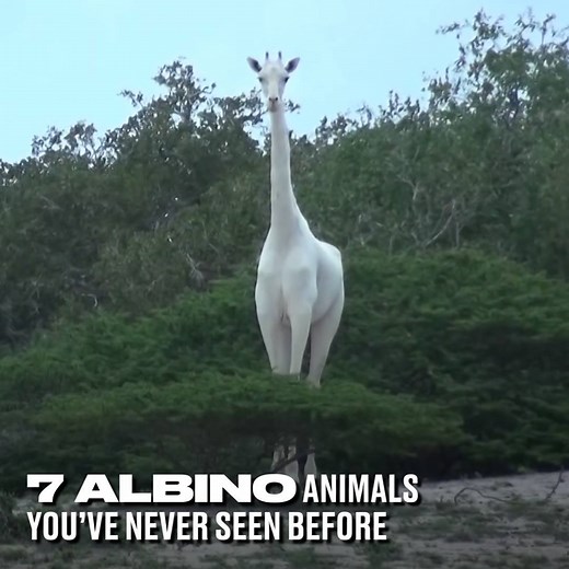 I have never seen any of these animals as albinos before. Unbelievable 🤯 | LADbible