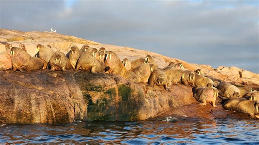 How changing permafrost is affecting fermentation of traditional Inuit food.
