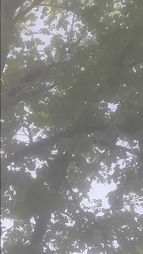 Chant mésange charbonnière #ornithologie #ornitologia #birds #bird #france #oiseaux #oiseau #nature