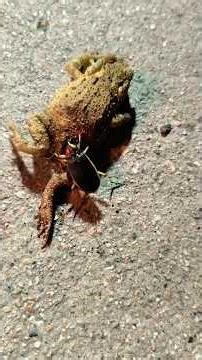 Tiger Beetle Attacks Frog | Predator Takes the First Bite