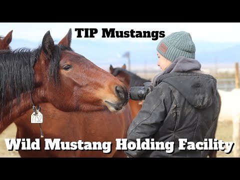 Wild Mustang Holding Facility Experience