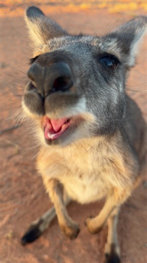 Have you heard a kangaroo talk? Listen to our cheeky euro Walu telling us she’s having fun today. 🥰😍