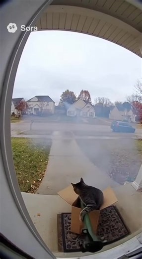 Amazing Cat Delivery Moments with Rocket Speed