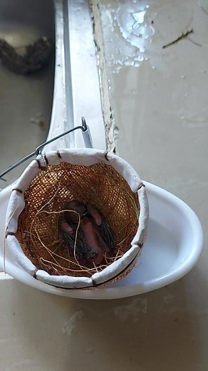 The Art of Birdsinging: Captive Breeders and the Beauty of Curio Birds