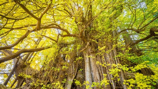 200 Daftar Nama Pohon Indonesia Lengkap dengan Nama Latin dan Manfaatnya