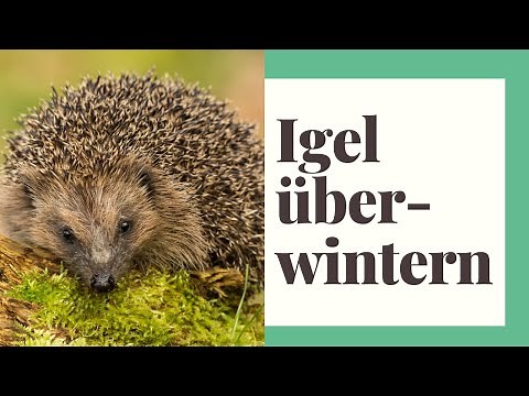 The hedgehog – habitat, food, enemies, hibernation