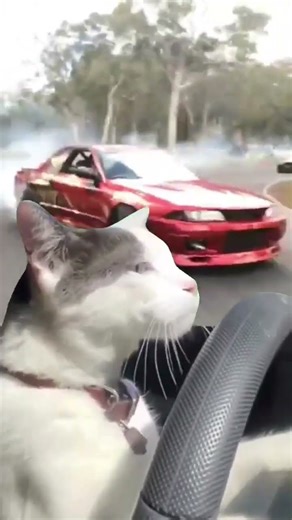 Drifting Cat 🐱☠️🐾🚗💨‪@Clicker-boss‬