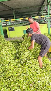 Amazing Tea Manufacturing Complete Process of India | Our Collection