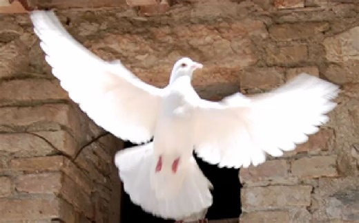 我的世界地图画裁剪工具BirdMC