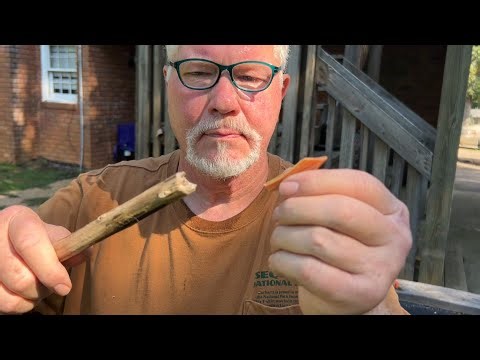 Easy Bow Drilling With A Fatwood Tipped Mullein Spindle