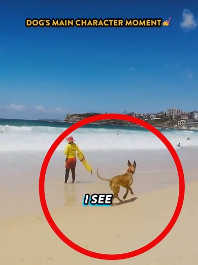 Catch him if you can 😂 #bondirescue #lifeguard #fyp #dogsofttiktok | bondi rescue