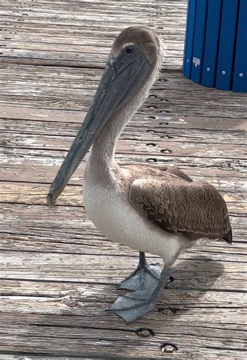 We ate the lunch I packed. And just got home after 8 hours fishing. The best day ever. Kids are getting showers while dig out a QUICK dinner and get everything caught up for the school week ahead & then get the fish stank off of me in a shower next. P.S. we now have fish (aka food), I didn't pay for to cook. Since the kids caught it today. #florida #sundayfunday #comespendthedaywithme #fishing less