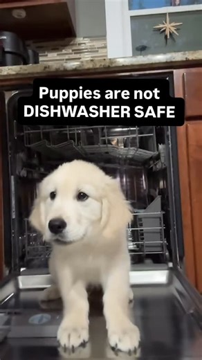 Kim Paciotti Puppy Training Specialist CPDT-KA on Instagram: "👉Puppies are not dishwasher safe, but they don’t know that. 👉To your puppy, the dishwasher is just a fun cave that smells like dinner and opens right at their level. Of course they’re going to climb in. So you can spend the next year physically blocking them, saying “no,” and pulling them out every single time. Or you can teach them once where they’re supposed to be when it’s open. ✅How to teach it: Step 1 - Set the expectation from