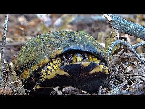 Eastern Box Turtle Opens Its Shell