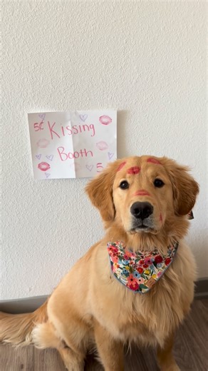 Winnie on Instagram: "kissing booth!! My new cute bandana is from @foggydog!! Use code winnie10 #puppy #goldenretriever #puppylove #colorado #valentines"