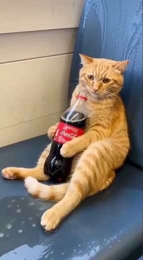 Cat's Soda Explosion Surprise! 🐱💥