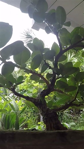 Natal Plum Update 1 (4.18.26)