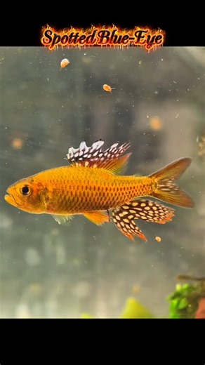 Golden Spotted Blue-Eye Rainbowfish – Tiny Fish With Stunning Pattern! 🐟✨ #fishlover #rainbowfish