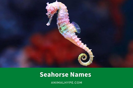 320 Sizzling Seahorse Names for Your Aquatic Pet - Animal Hype