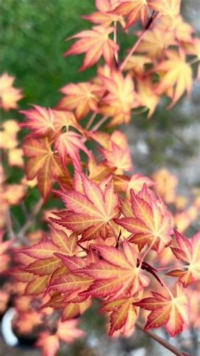Acer palmatum 'Kristin's Star' Japanese Maple