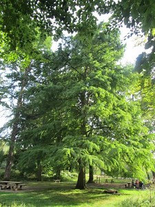 Choisir son arbre persistant - Gamm vert