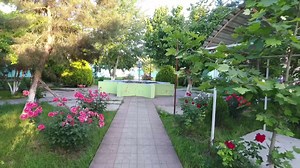 Download beautiful flowers in the garden for free