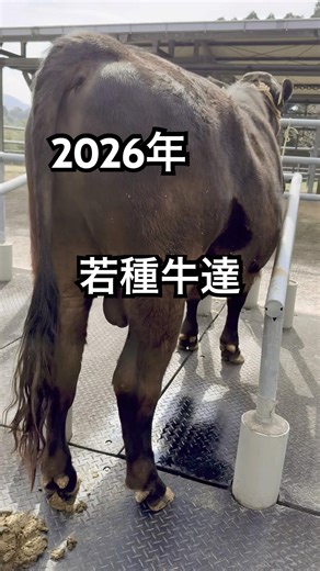 Young breeding bulls from Tokushige Wagyu Artificial Insemination Center #shorts