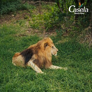 Did you know Casela offers two distinct drive-thru experiences? 🦒 Explore the safari with our sweet herbivores like giraffes and zebras 🦁 Embark on an adventure to see majestic felines in their natural habitat! Each drive-thru offers a unique and thrilling experience for all visitors. You can do both or choose the one that speaks to your heart. Book your tickets now: https://pulse.ly/euxllu2xud #CaselaMauritius #LeisurePark #Mauritius #DriveThru #Experiences | Casela