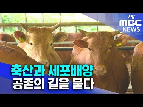 [세포배양육①] 축산과 세포배양, 공존의 길을 묻다 (2025.11.04/뉴스데스크/포항MBC)