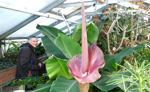 ‘Corpse flower cousin’ stinking up Brooklyn Botanic Garden