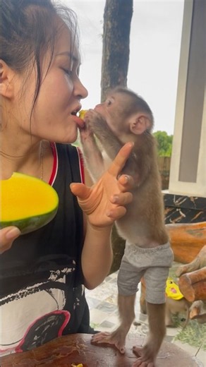 The mother gave the baby monkey some fruit to eat.🥰🥰