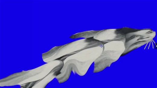 网经鮠（Tachysurus wangjing）