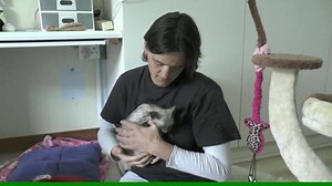 A very rare "werewolf" cat, one of only 35 on record in the world, has been found in South Africa: http://4.nbcla.com/ypDunAO | NBC LA