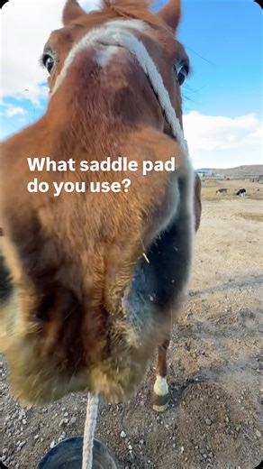 Shane Riley | J bar D Teepee and Bedrolls on Instagram: "Saddle up. #jbardcanvasandleather"