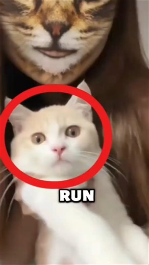 Scary cat costumes that give nightmares 😱These creepy cat costume will haunt your dreams.#shorts#cat