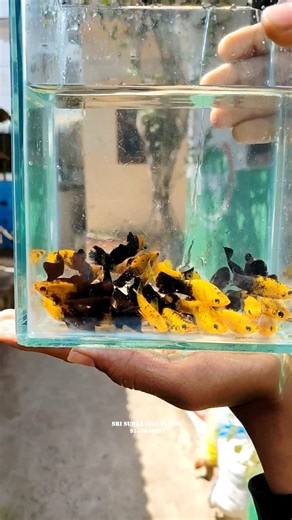 Mana Farm Lo Esari Stock Mamuluga Ledu 😍