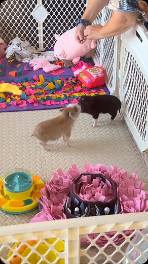 22K reactions · 1.6K shares | So happy Dolly & Wilbur have found such...