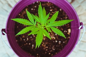 Cloning Cannabis: How to Clone Marijuana Plants - Beginners Guide