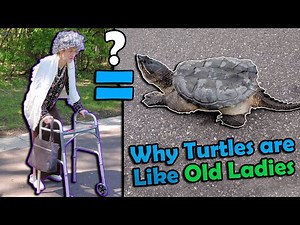How to Help Turtles Cross the Road! (Old Lady Version)
