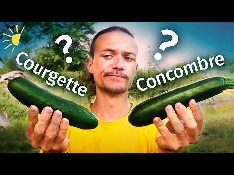 Comment reconnaître un concombre d’une courgette ? (réponse dans les champs)