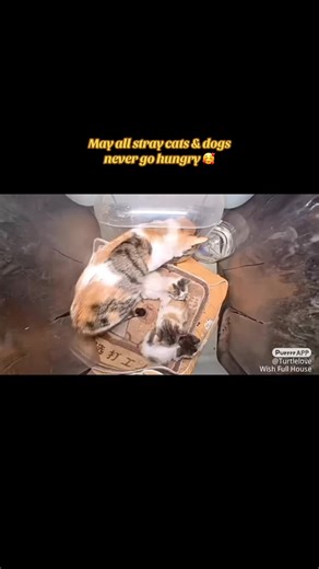 You can download the app in the app store to also feed these fur babies ❤️🥰 #straycats #straydogs #purrrr #purrrrapp