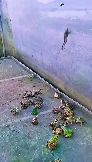 Frog attack! Watch as I survive a deadly bite