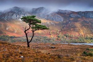 The 10 best trees you'll find in Britain, from Alder to Scots Pine