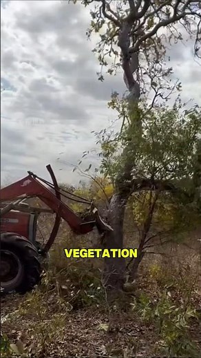 This land-clearing method is known for being simple, aggressive, and highly efficient.