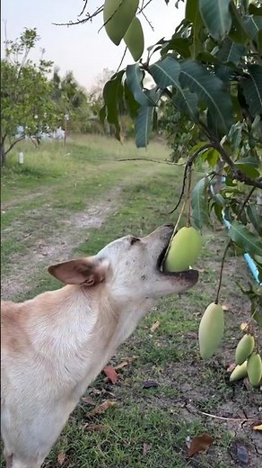 ১০ টি ফলের নাম। Fruits eating video #fruits #funny #trending #viral #shorts #youtubeshorts