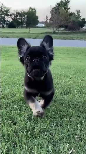 Fluffy French Bulldog Puppy | Cutest Puppy Ever!