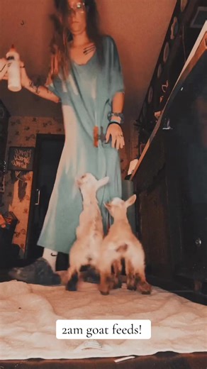 #ranch#okie#oklahoma#farm#goats | goat